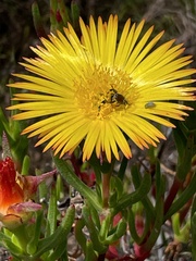 Lampranthus bicolor