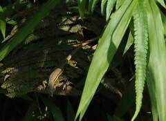 Takydromus kuehnei
