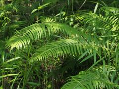 Sphaerostephanos taiwanensis