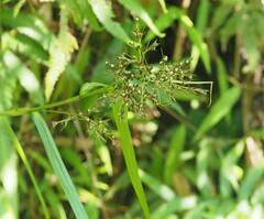 Scleria terrestris