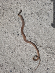 Dryophylax hypoconia
