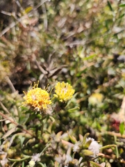 Leucospermum prostratum