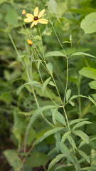Coreopsis tripteris