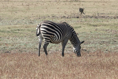 Equus quagga crawshayi