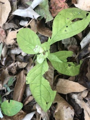 Yeatesia viridiflora