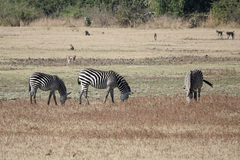 Equus quagga crawshayi
