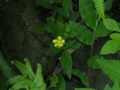 Potentilla hebiichigo
