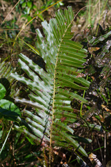 Telmatoblechnum indicum