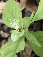 Yeatesia viridiflora