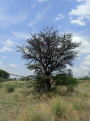 Vachellia erioloba