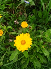 Calendula officinalis