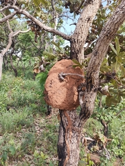 Constrictotermes cyphergaster
