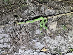 Trimeresurus stejnegeri