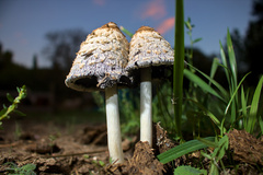 Coprinus comatus