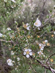 Leptospermum