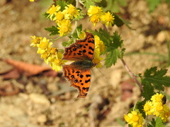 Polygonia c-aureum