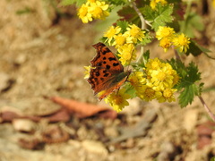 Polygonia c-aureum