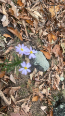 Ionactis linariifolia