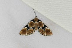 Gagitodes sagittata