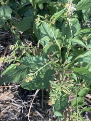 Rorippa sessiliflora