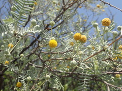 Vachellia haematoxylon