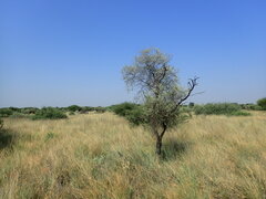 Vachellia haematoxylon