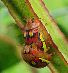 Paropsisterna nobilitata