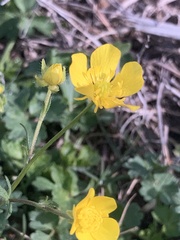 Ranunculus bulbosus