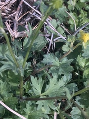Ranunculus bulbosus