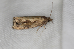 Endothenia quadrimaculana