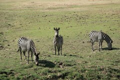 Equus quagga crawshayi