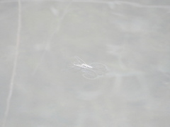 Aquarius ventralis