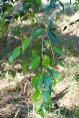 Syzygium luehmannii