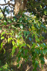 Syzygium luehmannii