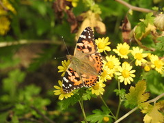 Vanessa cardui