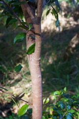 Syzygium luehmannii