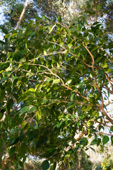 Syzygium luehmannii
