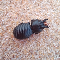 Acanthoscelis ruficornis