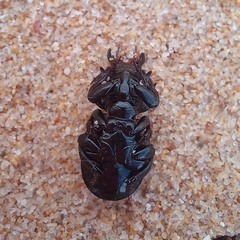 Acanthoscelis ruficornis