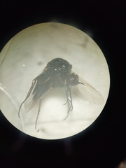 Simuliidae