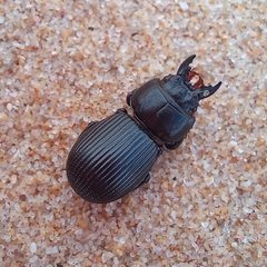 Acanthoscelis ruficornis