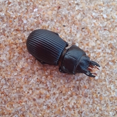 Acanthoscelis ruficornis