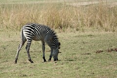 Equus quagga crawshayi