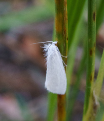 Tipanaea patulella