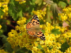 Vanessa cardui