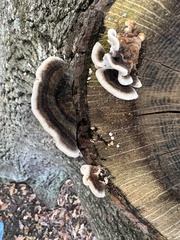 Trametes versicolor