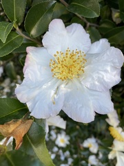 Camellia sasanqua