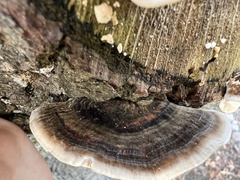 Trametes versicolor