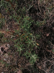 Adesmia miraflorensis