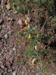 Adesmia miraflorensis